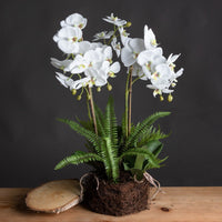 Thumbnail for Large White Orchid And Fern Garden In Rootball