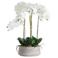 Thumbnail for Large Silk White Orchid With Succulents In a Modern Round Stone Pot