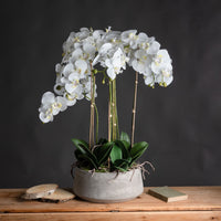 Thumbnail for Large Silk White Orchid With Succulents In a Modern Round Stone Pot