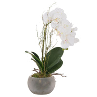 Thumbnail for Small White Stone Potted Orchid With Roots