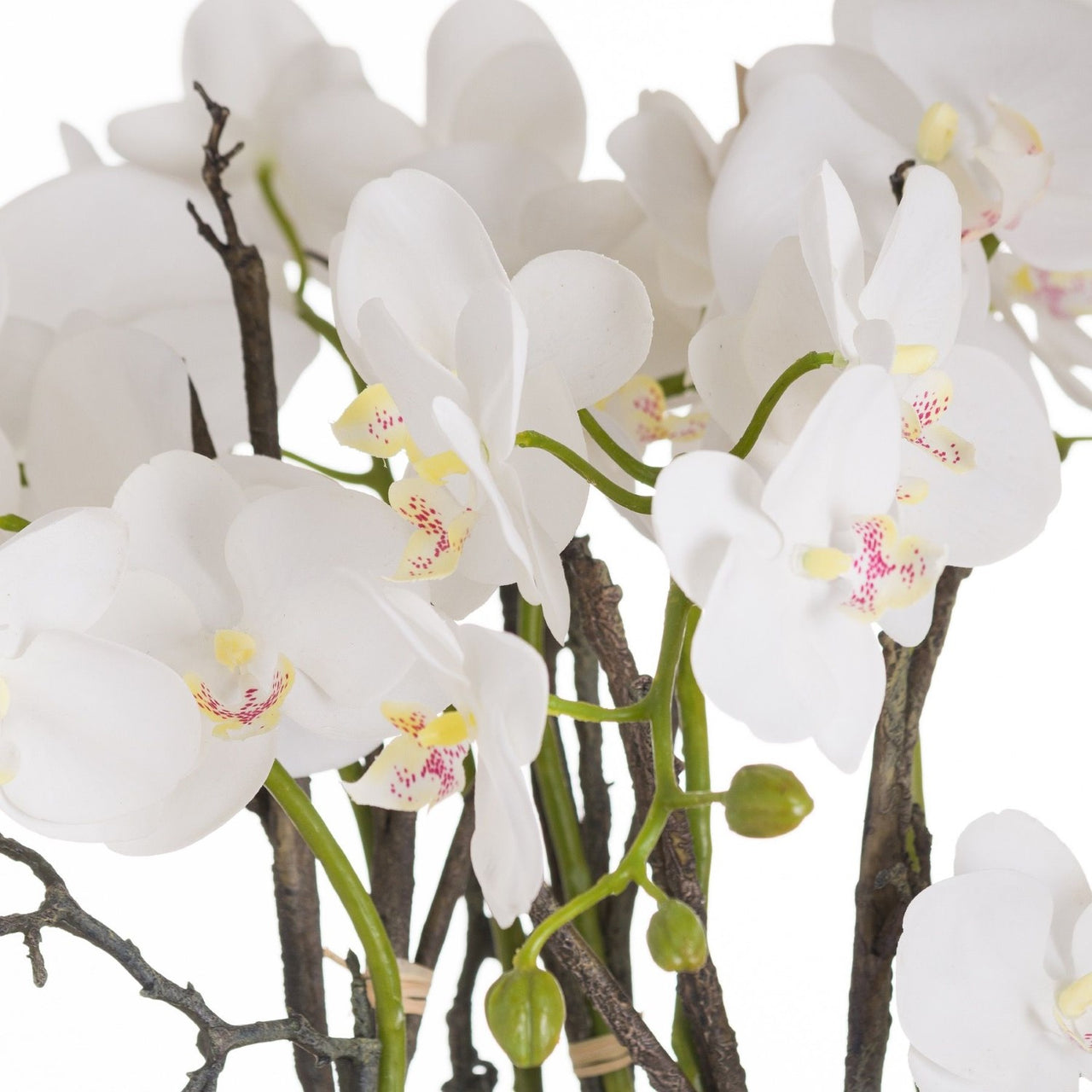 Small White Stone Potted Orchid With Roots