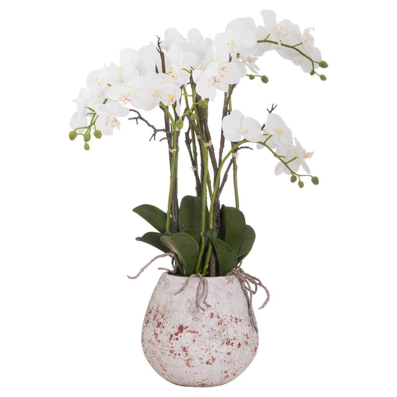 Small White Stone Potted Orchid With Roots