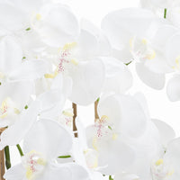 Thumbnail for Large White Tall Orchid In Glass Pot