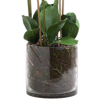 Thumbnail for Large White Tall Orchid In Glass Pot