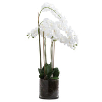 Thumbnail for Large White Tall Orchid In Glass Pot