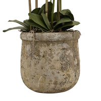 Thumbnail for Large White Orchid In Antique Stone Pot