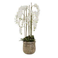 Thumbnail for Large White Orchid In Antique Stone Pot