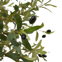 Thumbnail for Calabria Small Olive Tree