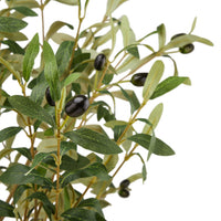 Thumbnail for Calabria Large Olive Tree