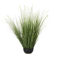 Thumbnail for Large Onion Grass Plant In Pot