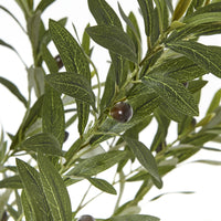 Thumbnail for Apulia Olive Tree In White Pot 180Cm