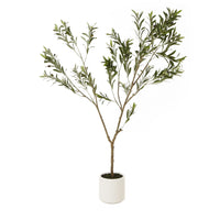 Thumbnail for Apulia Olive Tree In White Pot 180Cm