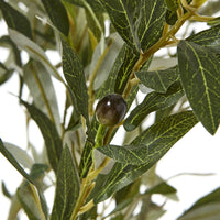 Thumbnail for Apulia Olive Tree In White Pot 210Cm