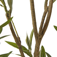 Thumbnail for Apulia Olive Tree In White Pot 210Cm