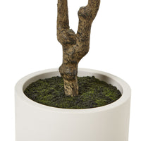 Thumbnail for Apulia Olive Tree In White Pot 210Cm