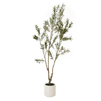 Thumbnail for Apulia Olive Tree In White Pot 210Cm