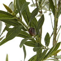 Thumbnail for Apulia Olive Tree In White Pot 200Cm