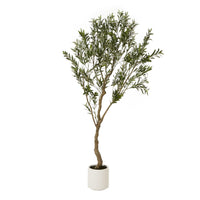 Thumbnail for Apulia Olive Tree In White Pot 200Cm