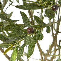 Thumbnail for Apulia Olive Tree In White Pot 240Cm