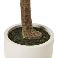 Thumbnail for Apulia Olive Tree In White Pot 240Cm