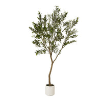 Thumbnail for Apulia Olive Tree In White Pot 240Cm