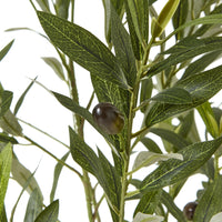 Thumbnail for Apulia Olive Tree In White Pot 150Cm