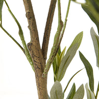 Thumbnail for Apulia Olive Tree In White Pot 150Cm