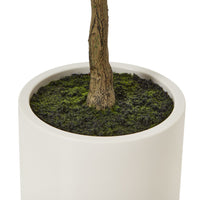 Thumbnail for Apulia Olive Tree In White Pot 150Cm