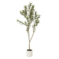 Thumbnail for Apulia Olive Tree In White Pot 150Cm