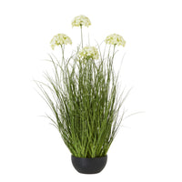 Thumbnail for Large White Allium Plant In Pot