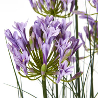 Thumbnail for Large Purple Agapanthus Plant In Pot