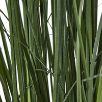 Thumbnail for Large Purple Agapanthus Plant In Pot