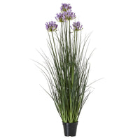 Thumbnail for Large Purple Agapanthus Plant In Pot