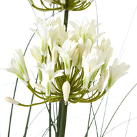 Thumbnail for Large White Agapanthus Plant In Pot