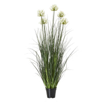 Thumbnail for Large White Agapanthus Plant In Pot