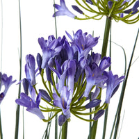 Thumbnail for Large Blue Agapanthus Plant In Pot