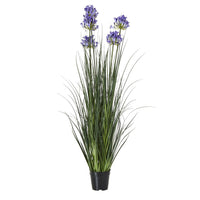 Thumbnail for Large Blue Agapanthus Plant In Pot