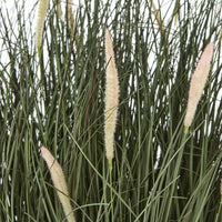 Thumbnail for Large Fountain Grass Plant In Pot