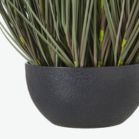 Thumbnail for Large Fountain Grass Plant In Pot