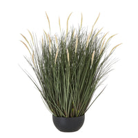 Thumbnail for Large Fountain Grass Plant In Pot