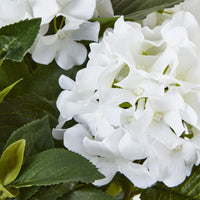 Thumbnail for Medium White Hydrangea Plant In Pot