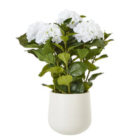 Thumbnail for Medium White Hydrangea Plant In Pot