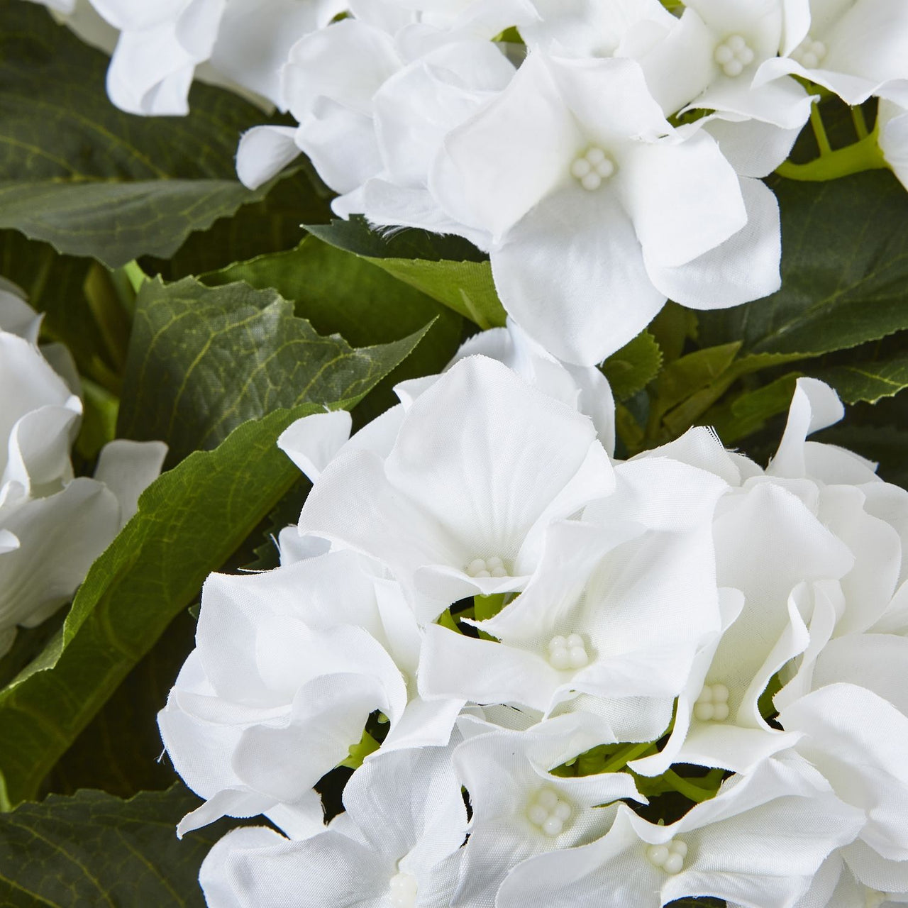 Large White Hydrangea Plant In Pot