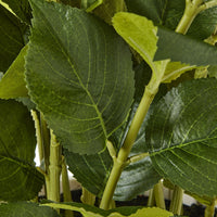 Thumbnail for Large White Hydrangea Plant In Pot