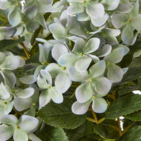 Thumbnail for Medium Green Hydrangea Plant In Pot