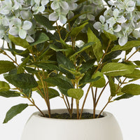 Thumbnail for Medium Green Hydrangea Plant In Pot