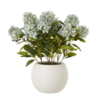 Thumbnail for Medium Green Hydrangea Plant In Pot