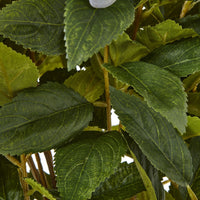 Thumbnail for Large Green Hydrangea Plant In Pot