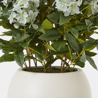 Thumbnail for Large Green Hydrangea Plant In Pot