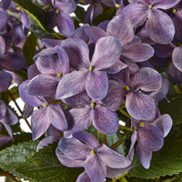 Thumbnail for Medium Purple Hydrangea Plant In Pot